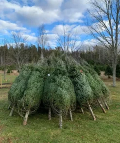 pallets de árboles de Navidad en liquidación en México