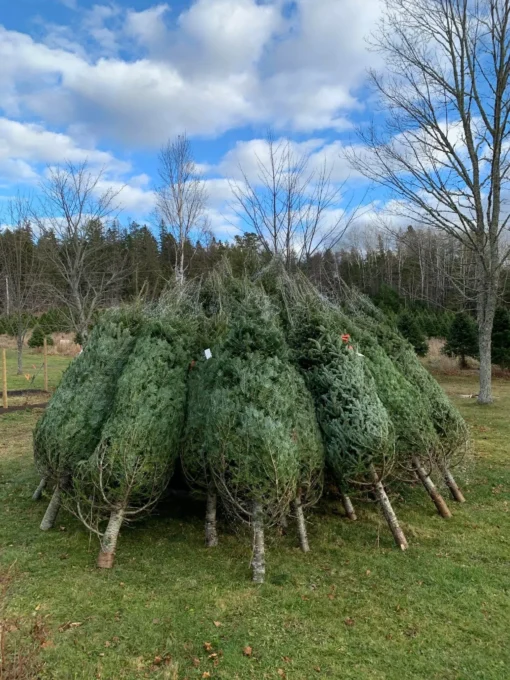 pallets de árboles de Navidad en liquidación en México
