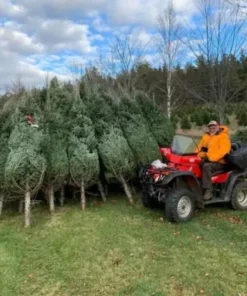 pallets de árboles de Navidad al mayoreo en México