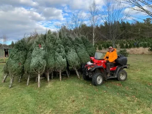 pallets de árboles de Navidad al mayoreo en México